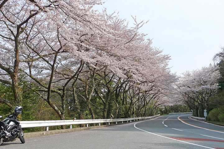 A wide curve on the Hakone Turnpike lined with cherry blossom
